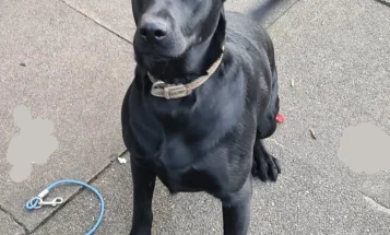 Labrador Retriever