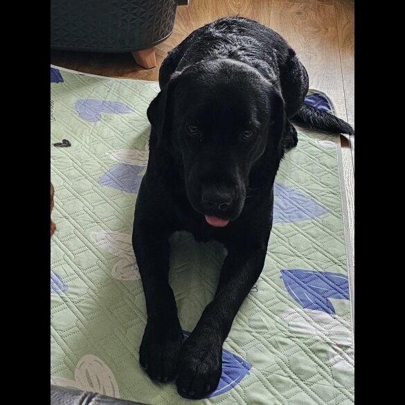 Labrador Retriever