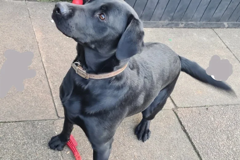 Labrador Retriever