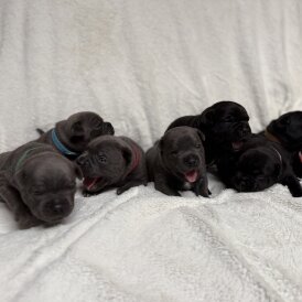 Staffordshire Bull Terrier - Both