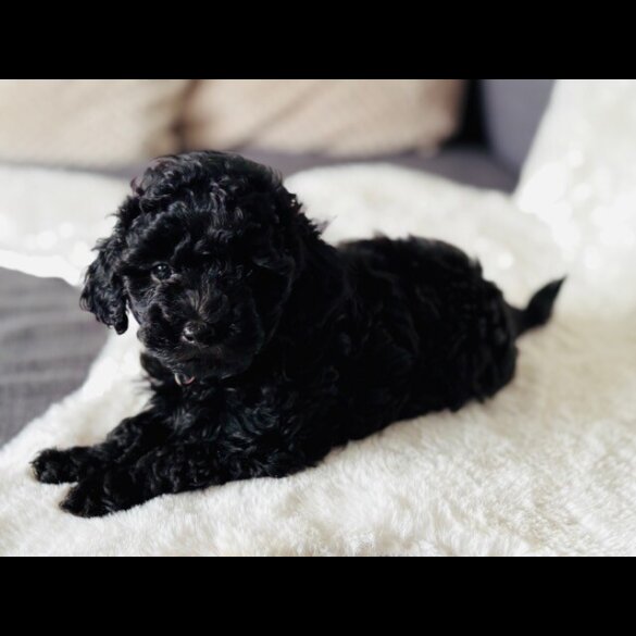 Toy Poodle - Both