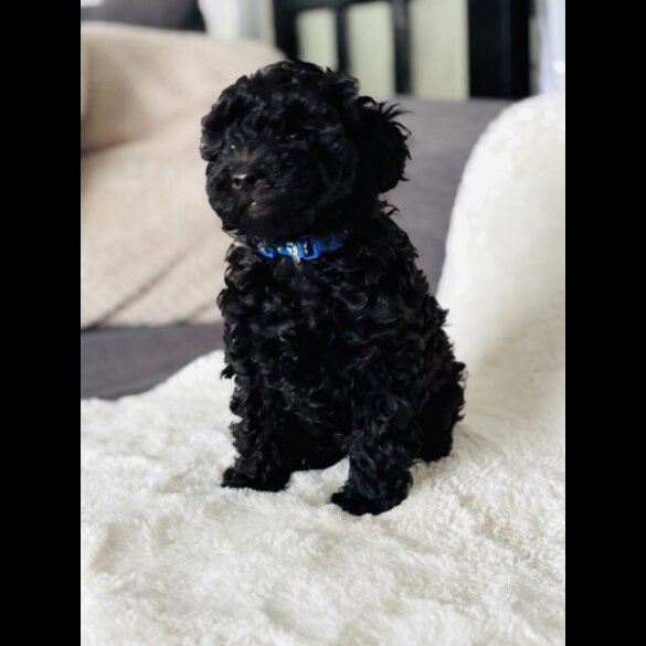 Toy Poodle - Both