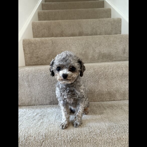 Toy Poodle