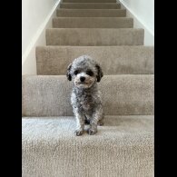 Toy Poodle