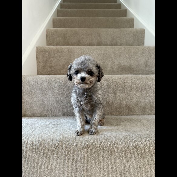 Toy Poodle