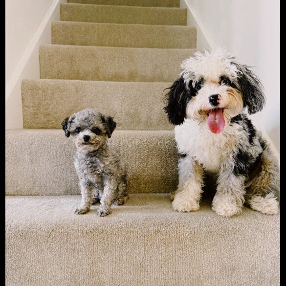 Toy Poodle