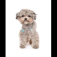 Toy Poodle