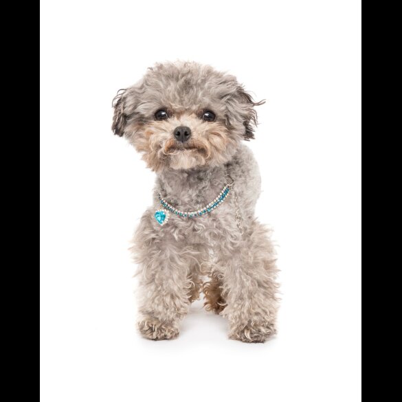Toy Poodle