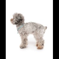 Toy Poodle
