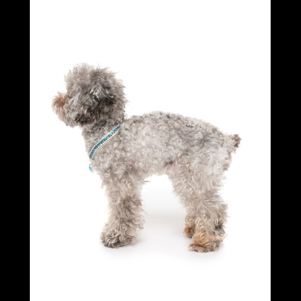 Toy Poodle