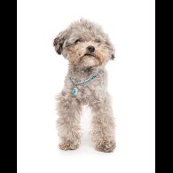 Toy Poodle