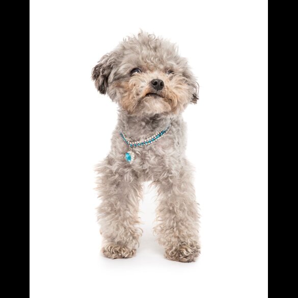 Toy Poodle