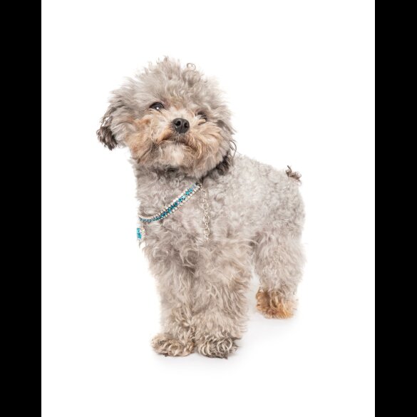 Toy Poodle