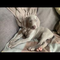 Weimaraner - Both