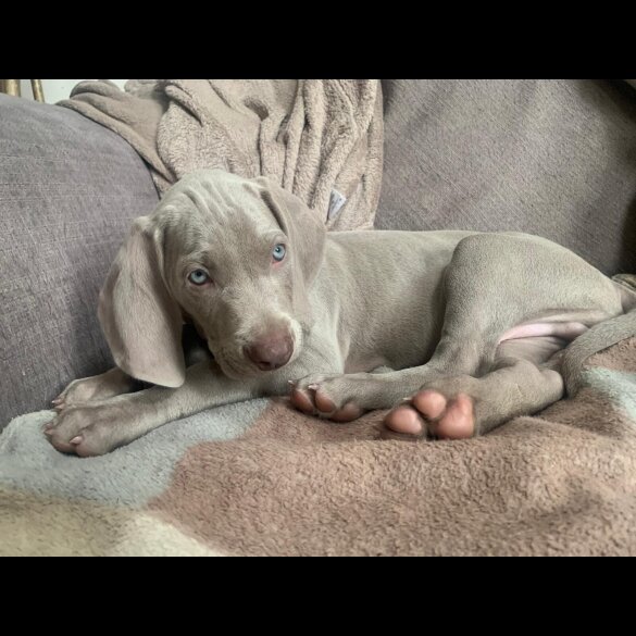 Weimaraner - Both