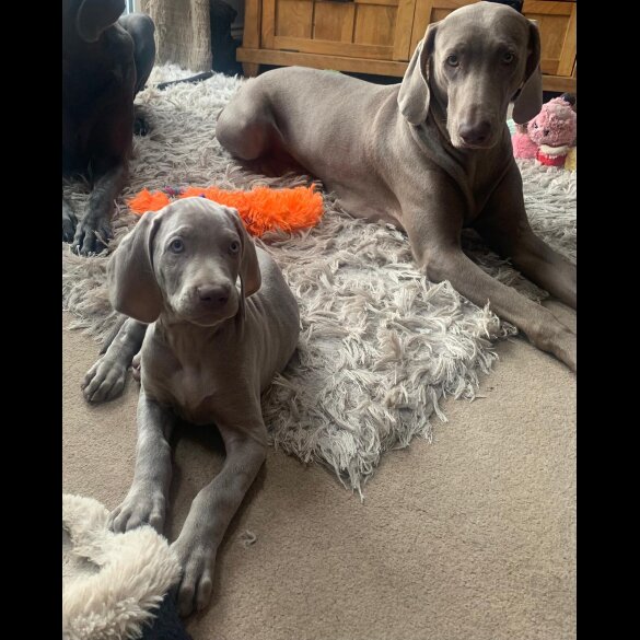 Weimaraner - Both