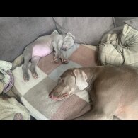Weimaraner - Both