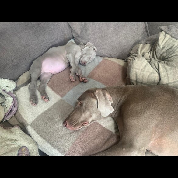 Weimaraner - Both