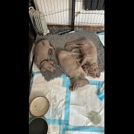 Weimaraner - Both