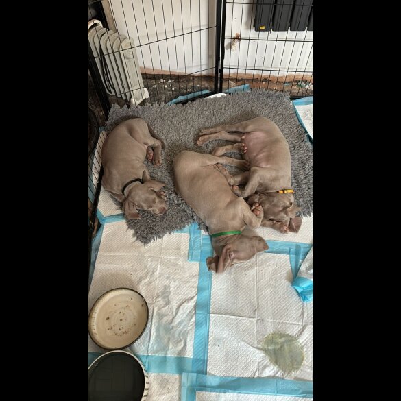 Weimaraner - Both