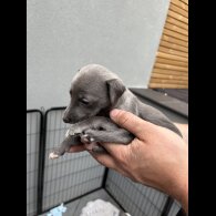 Whippet - Dogs