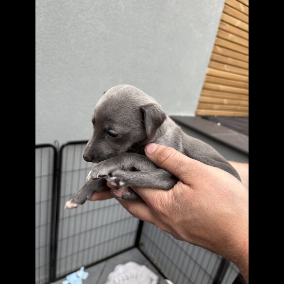 Whippet - Dogs