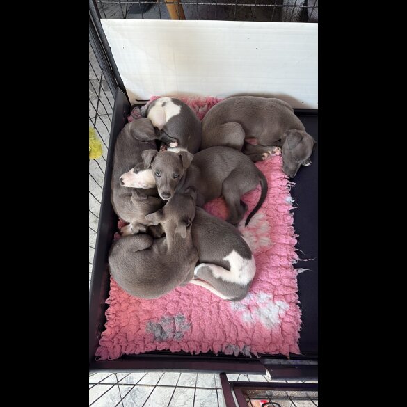 Whippet - Dogs
