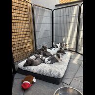 Whippet - Dogs