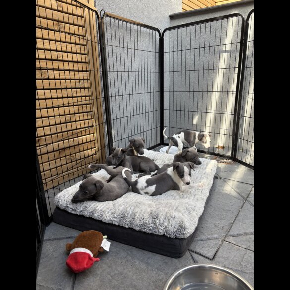 Whippet - Dogs