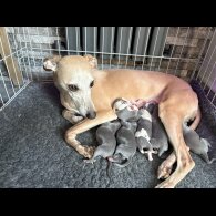 Whippet - Dogs