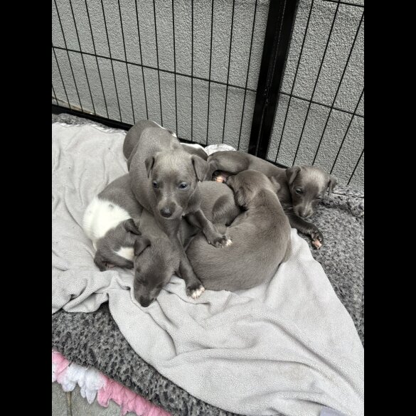 Whippet - Dogs