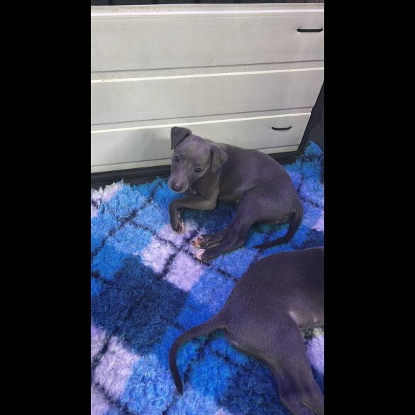 Whippet - Dogs