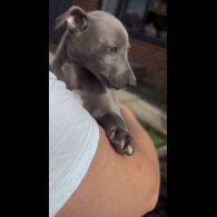Whippet - Dogs