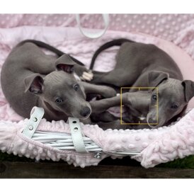 Whippet - Both