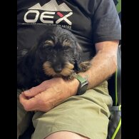 Dachshund (Smooth Haired) - Both