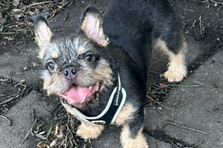 French Bulldog