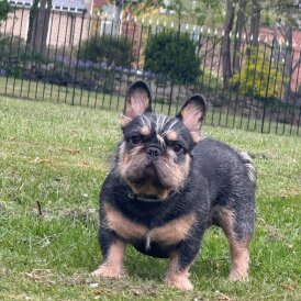 French Bulldog