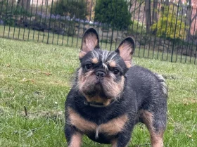 French Bulldog