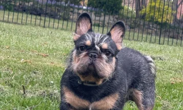French Bulldog