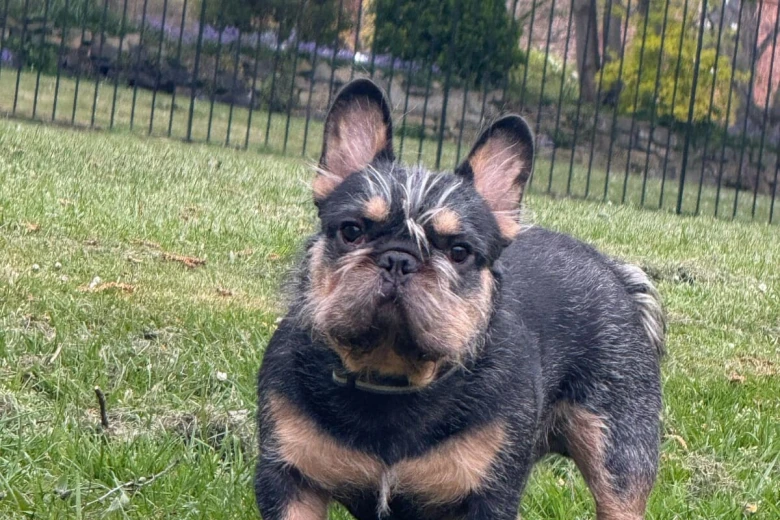 French Bulldog