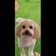 Yorkiepoo - Both