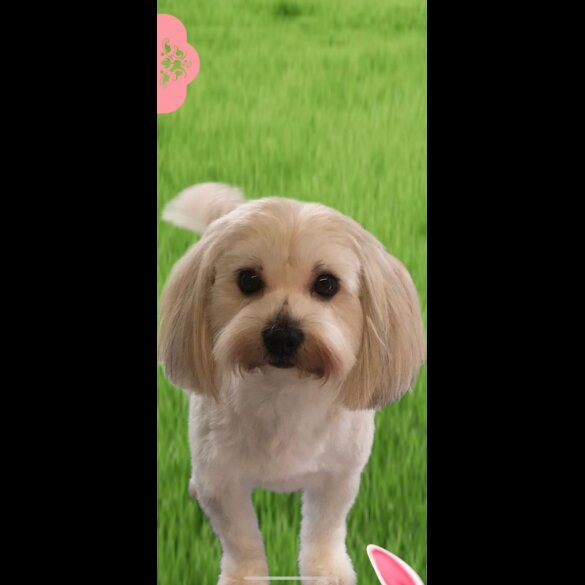 Yorkiepoo - Both