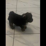 Yorkiepoo - Both