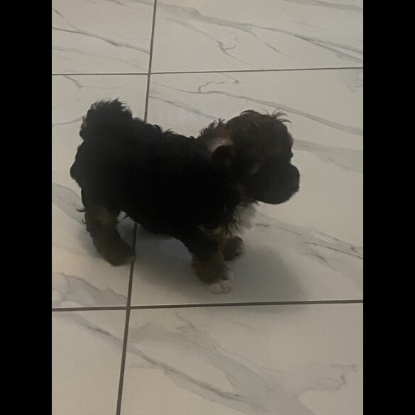 Yorkiepoo - Both