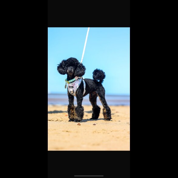 Yorkiepoo - Both