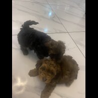 Yorkiepoo - Both