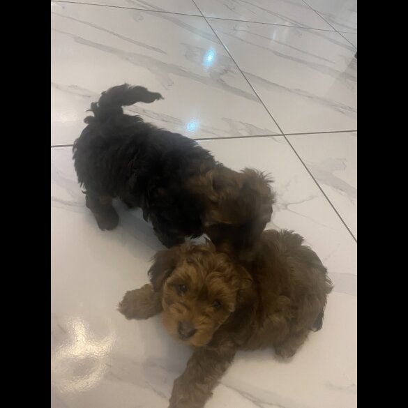 Yorkiepoo - Both