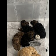 Yorkiepoo - Both