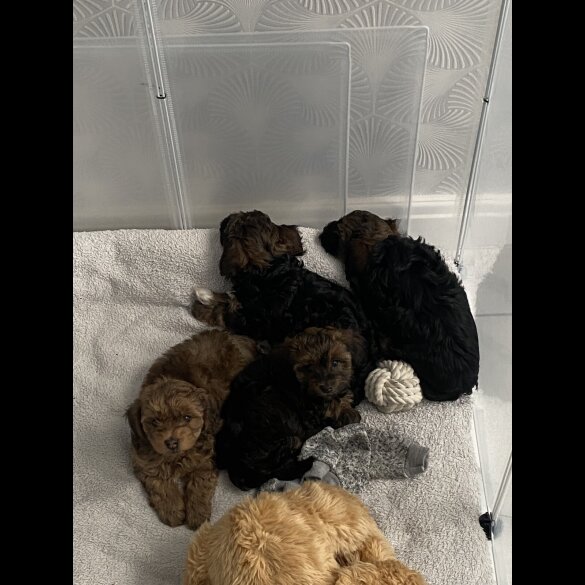 Yorkiepoo - Both