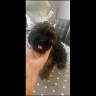 Yorkiepoo - Both